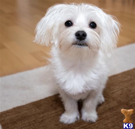 NEW PUPPIES Picture 1